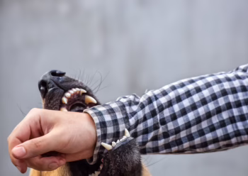 Why Choose The Desiah Firm For Help With a Dog Bite Case in Shreveport, LA